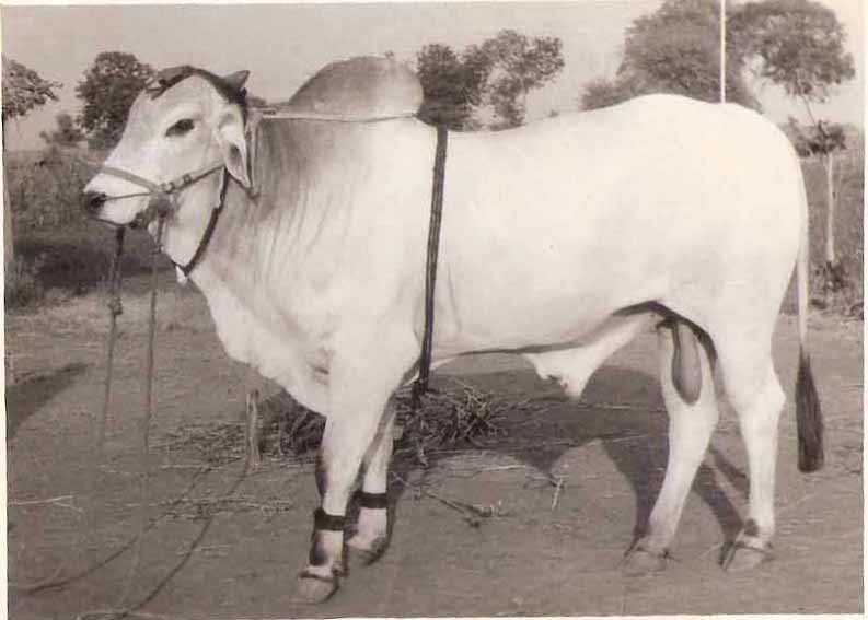 Ongole cattle an indigenous cattle breed of Ongole in Prakasam District, Andhra Pradesh. Bos Indicus, said to have resistance to both foot & mouth & mad cow disease. used in bull fights in Mexico & East Africa due to their strength & aggressiveness. Also used in bull fights inAP