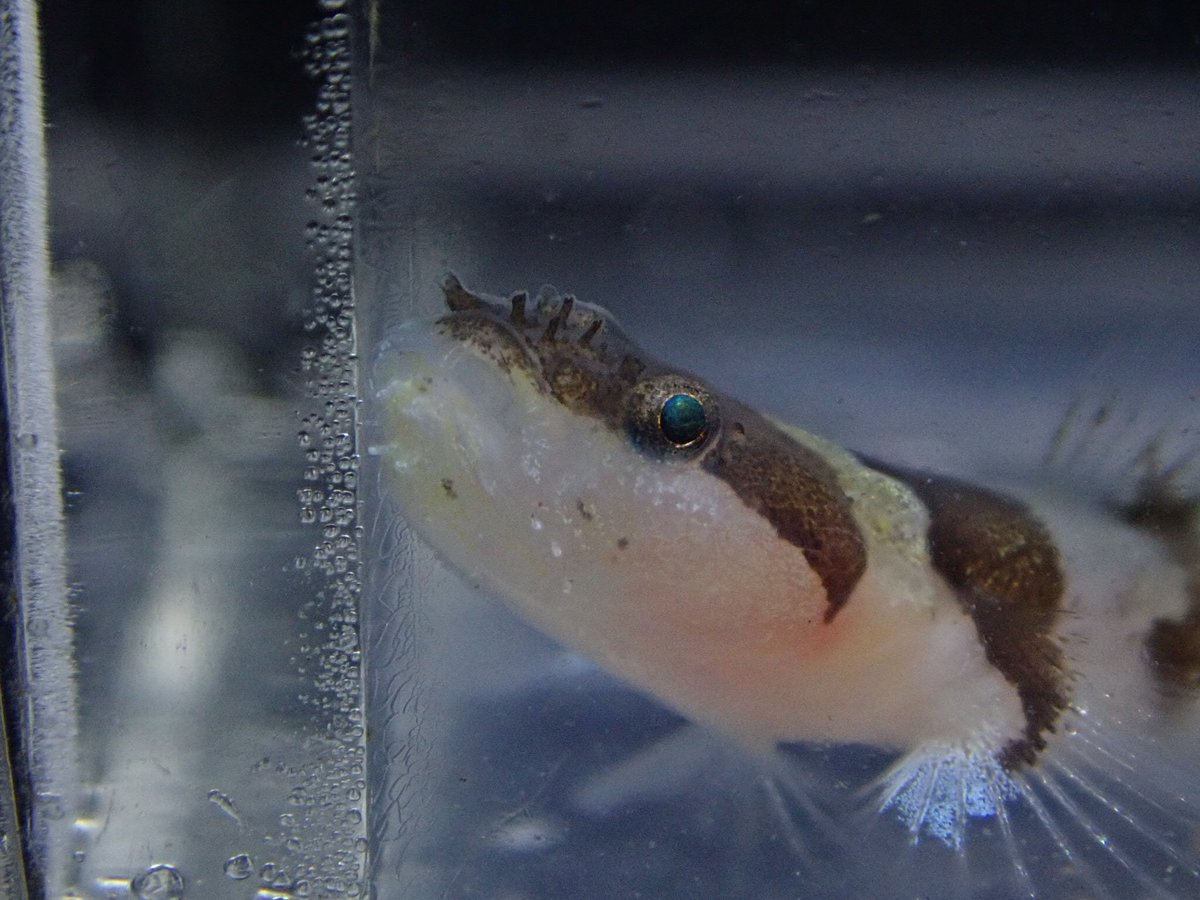 東京海洋大学 水産生物研究会 イサゴハゼ 小笠原 サンゴ礁近くの岩の下にいました 体の模様や目の前にある突起がとてもかわいいですね