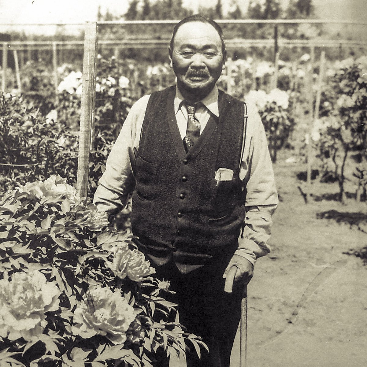 50objectsNikkei's tweet photo. Kanetaro Domoto and his brothers, may have been the first Japanese to own land in CA. They purchased property in 1902 at the foot of the Oakland hills which they developed into the first large-scale Japanese immigrant nursery in the U.S. Full Story at  https://t.co/vdSec9lIyj https://t.co/9r60jWsJve