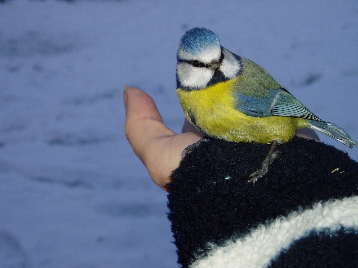 Did you know, you can return your Birds' Bistro plastic bags to us and we will use them again and again.  
A 10kg bag can be used many times, for smaller quantities, right down to 5 fatballs.
Cut your bags to open them neatly, so we can use them again.  Thanks