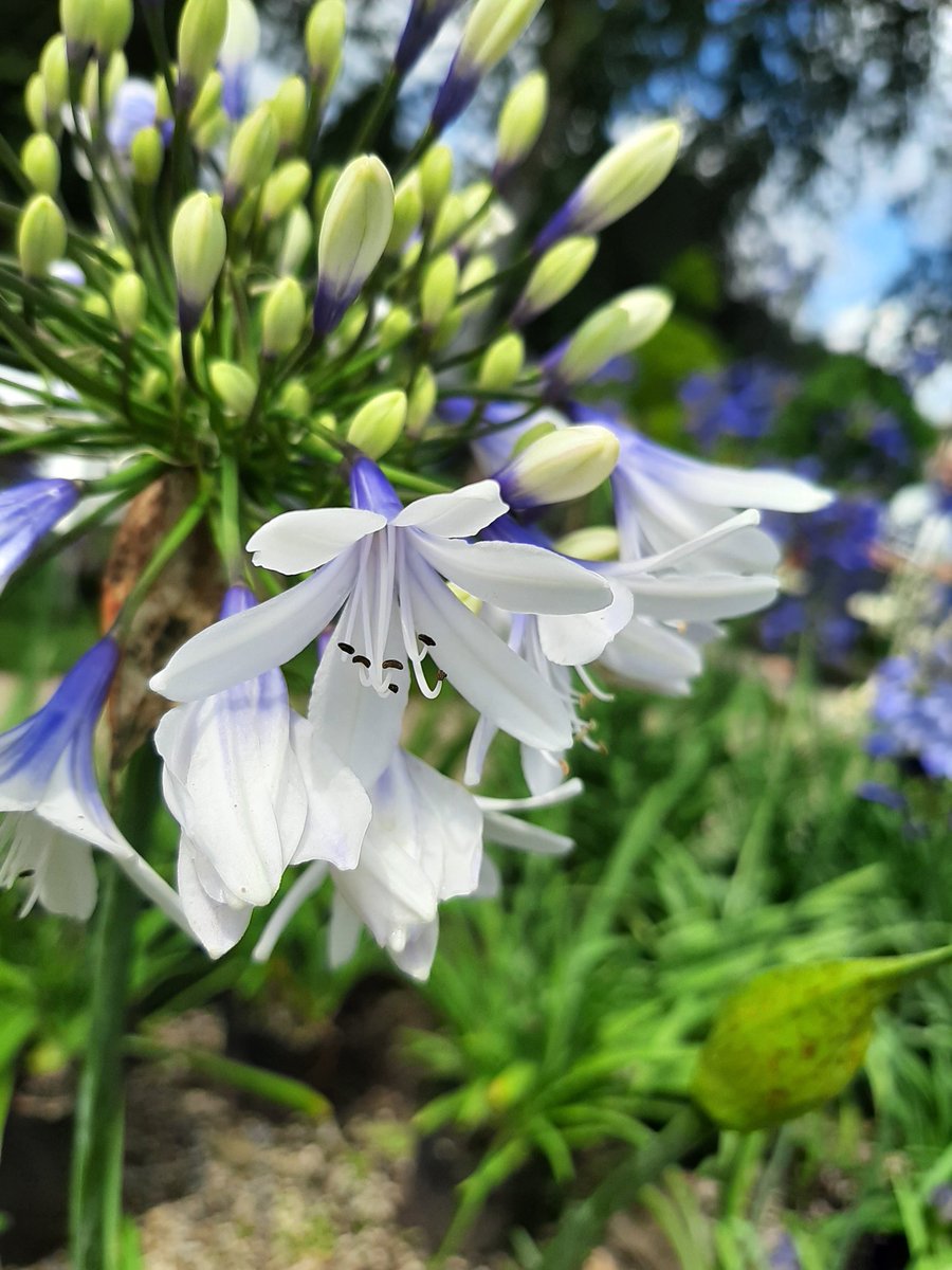 A Flare for being Fabulous...
I love this, 'Agapanthus Twister,' on display just outside the studios here. ...'with white buds opening to good size trumpets, a rich blue at the base and flaring out to clean white at the tips.' #gardenwonders #brightandbeautiful #wildandwonderful