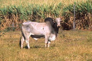 Zebu the original breed of cattle of India. sometimes known as indicine cattle or humped cattle, well adapted to withstanding high temperatures. scientific name is Bos indicus. earlier spread over till indus valley, now extinct. cross breeds are still there in East Africa etc.