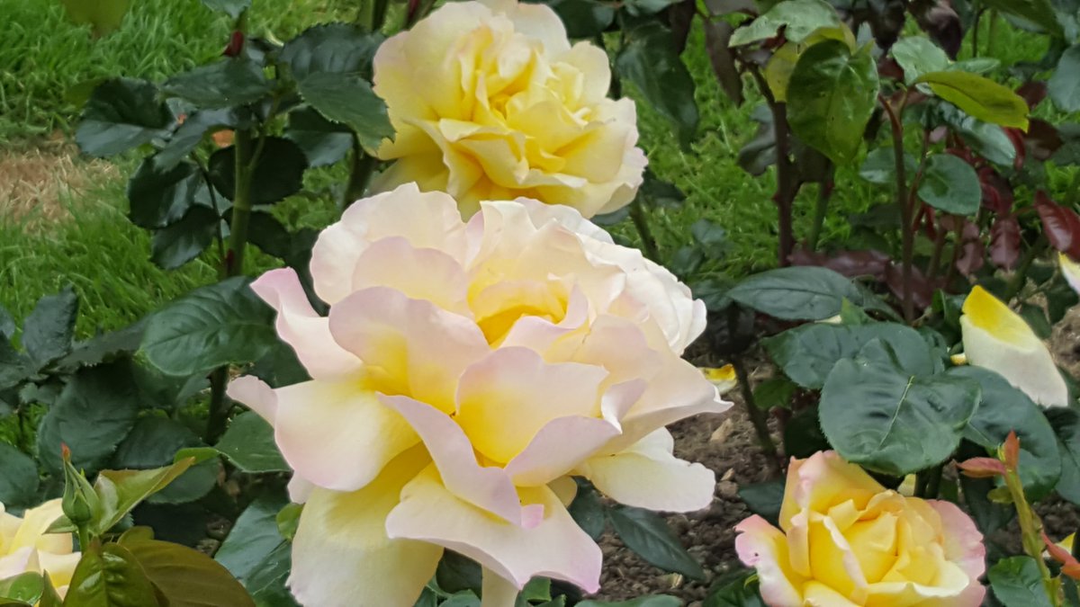 Happy #YorkshireDay
Not quite a white Yorkshire rose but beautiful nonetheless!
This is a Peace Rose, bred by the French rose breeder Francis Meilland. By 1992 over one hundred million plants had been sold in memory of World War II