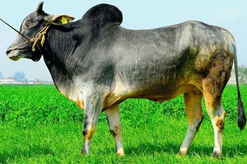 Haryana Haryanvi is Indian cow breed-Bhartiya govansh/ भारतीय गोवंश. it is also offshoot or breed of  #Zebu (Bos Indicus) some of pure breed said to give milk almost 50 L a day? in our village few farmers prefered it. i cud easily identify with short horns. mostly-white color