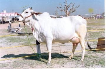 Haryana Haryanvi is Indian cow breed-Bhartiya govansh/ भारतीय गोवंश. it is also offshoot or breed of  #Zebu (Bos Indicus) some of pure breed said to give milk almost 50 L a day? in our village few farmers prefered it. i cud easily identify with short horns. mostly-white color