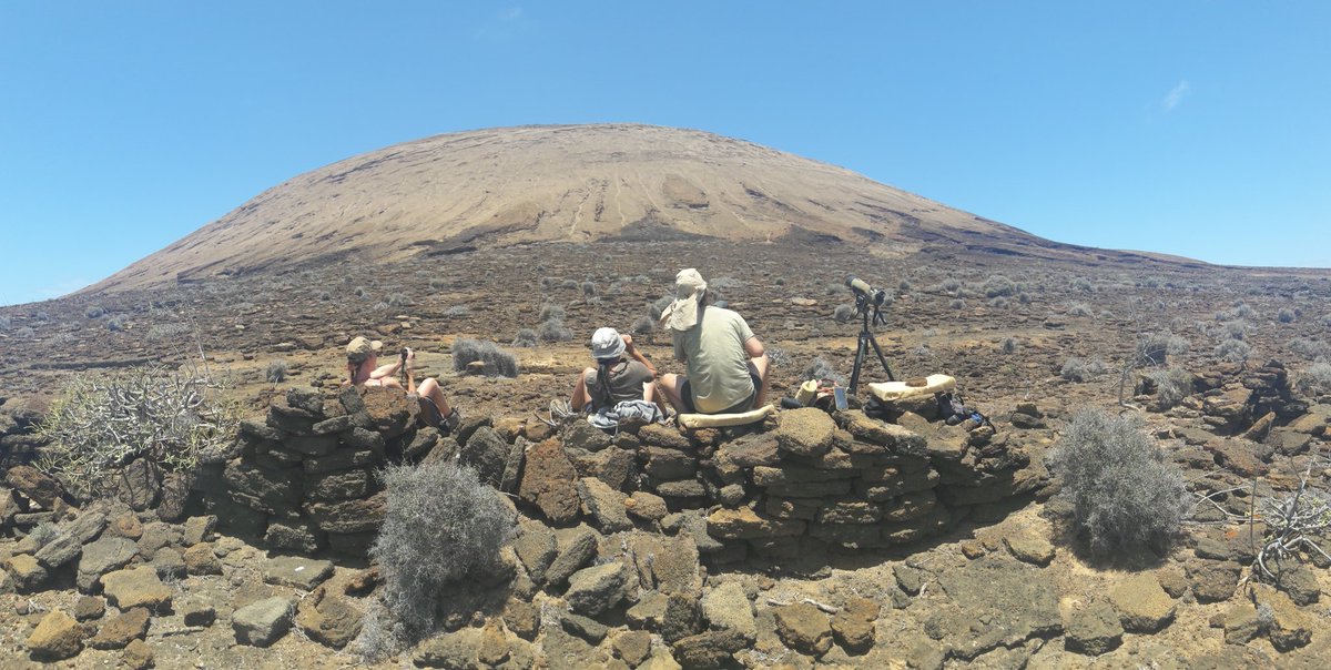 Today Laura, Marina, Walo and I are working on the hardest colony to census on Alegranza: the southern slope of the Caldera. Mostly bare rock with few landmarks and many little barancos and rocks for falcons to hide behind. Wish us luck!  #EF2019 [34/n]