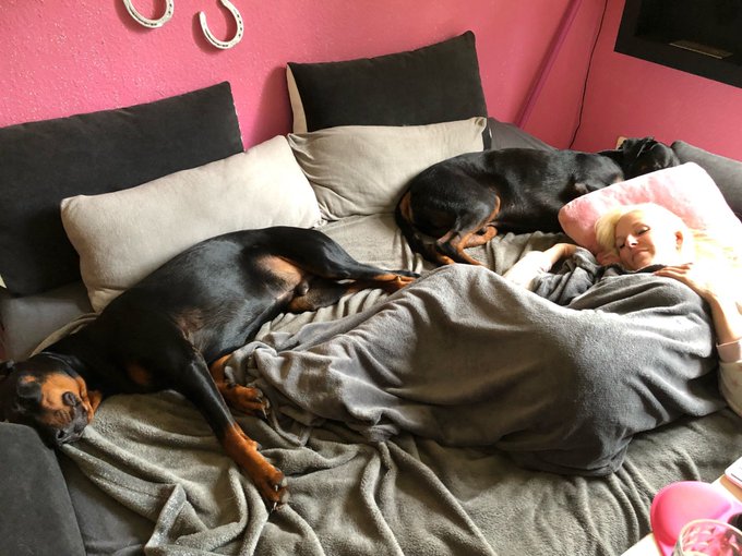 Kuscheln und ausruhen nach einer heißen und geilen #Webcamshow mit Blow und Tiny meinen beiden #dobermännern

Danke