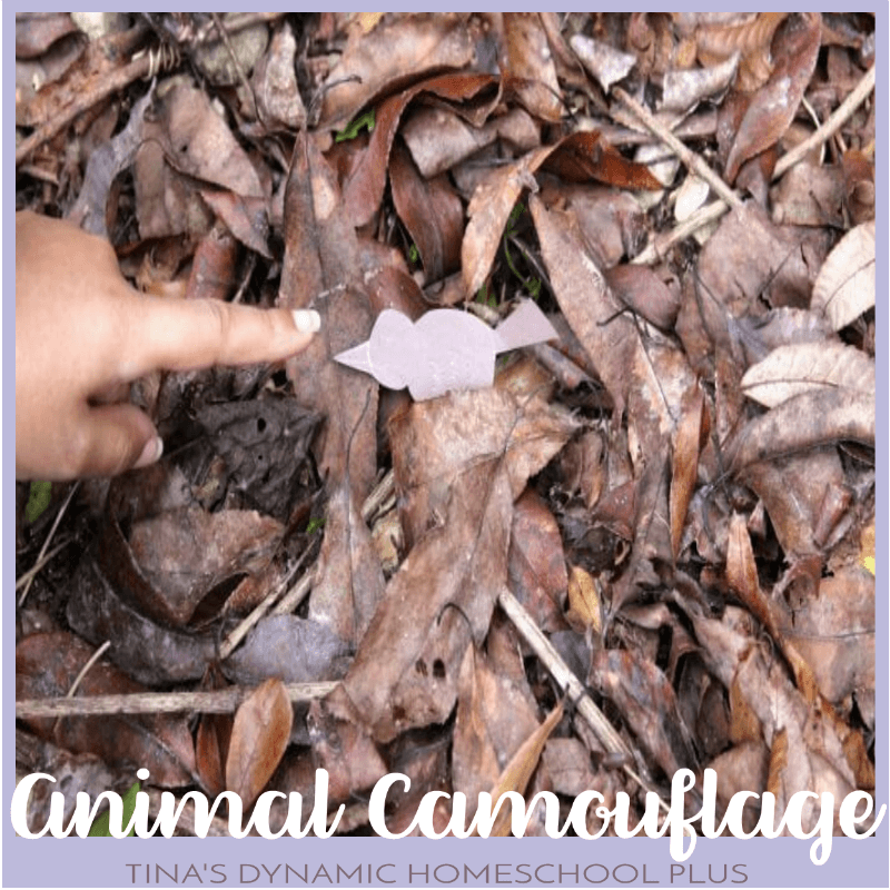 Easy Hands-on Science: Animal Camouflage Activity Hunt buff.ly/2EJBcXi #ihsnet #homeschooling #science