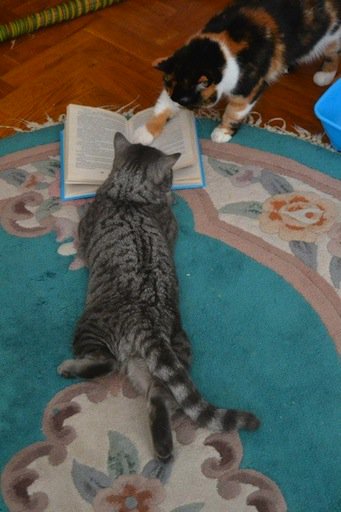 bmoore_20's tweet photo. Kitty book club #cats #books https://t.co/vWHaiDpbgb