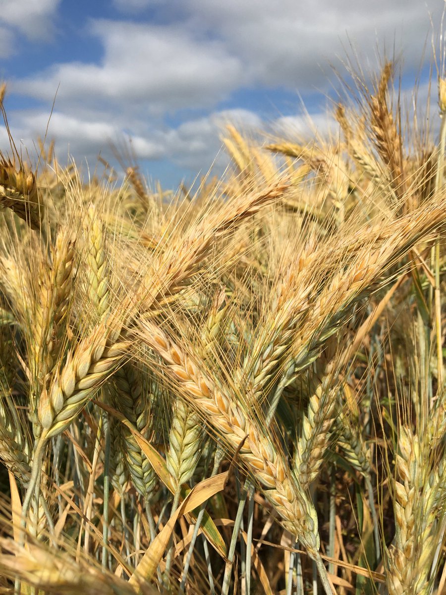 Luken Ylistaron syysviljojen koekentällä huomio kiinnittyi hyvin talvehtineeseen, tasaiseen ja hyvännäköiseen #Sequenz #ruisvehnä -lajikkeeseen. Se on saksalaisen Breunin jalostama lajike. breunseed.com/varieties/trit…