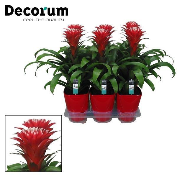 New offer available!
Offer name: Guzmania hope rood / wit 19334