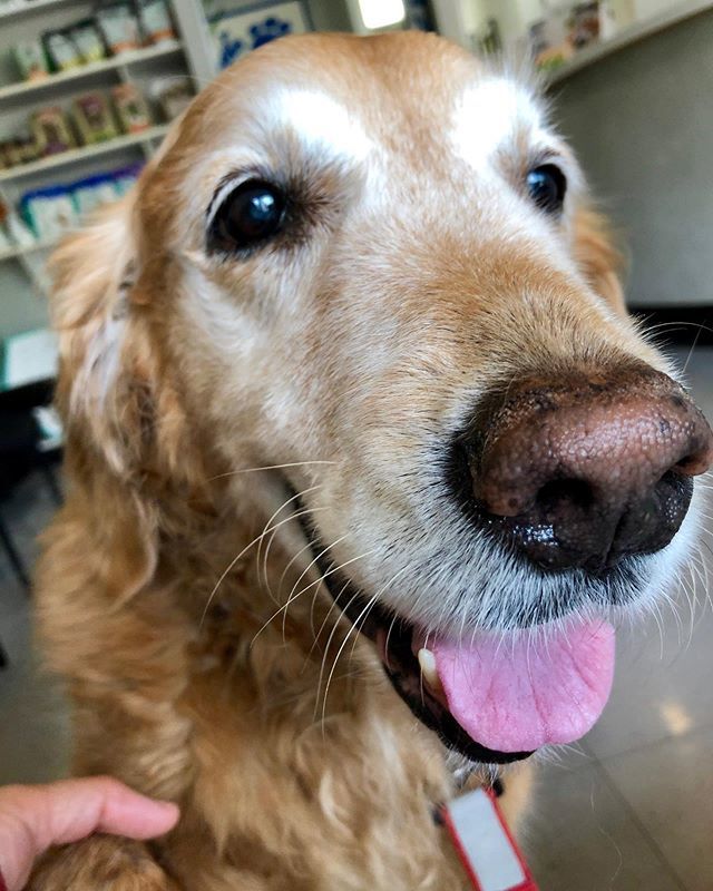 TheGoldenRatio4's tweet image. Sad news to share today. Jasmine has always had a lot of lumps but recently a huge new one grew on her side. We got it checked and looks like cancer- a mast cell tumor. Surgery Monday and we will know more then. Send her 💛