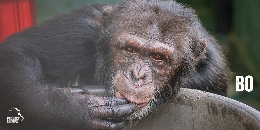 projectchimps's tweet photo. Bo is a leader. He was born on 8.25.04 and has earned his alpha position because he supports the other chimps. Now it's our turn to support him!
You can sponsor #BoChimp for only $23/month: https://t.co/n7xXyuw5St
Photo by Crystal Alba. #sponsorachimp #chimpanzee #helpanimals https://t.co/bSK5ynzz3a