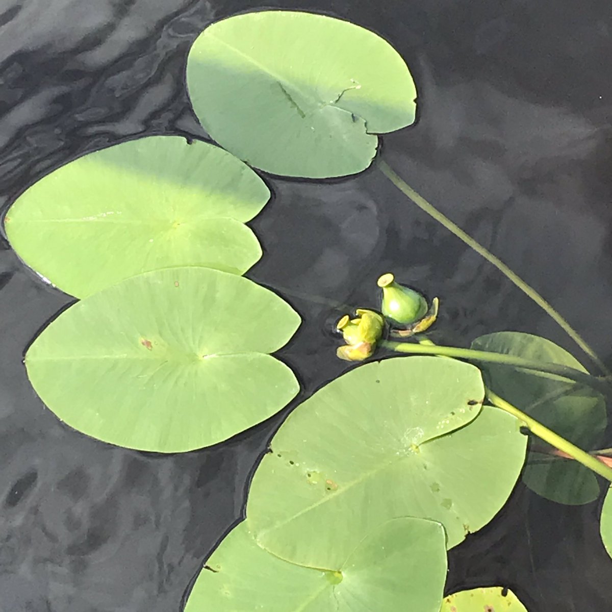 KatiTervo's tweet photo. Possut on jo melkein kypsiä. #ulpukka #lapsuudenleikit #näsijärvi https://t.co/taqovYQqFe