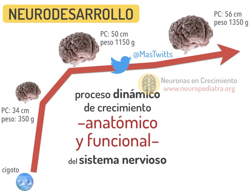 Que pruebas hace un neuropediatra