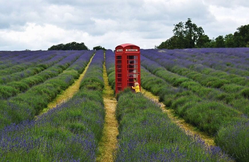 RouteWhisperer's tweet photo. “The red one, I love it! There is a secret #London telephone booth away from the city centre but it’s located at the center of this fabulous area. We were welcomed to wander the field and enjoy its amazing scent."⠀⠀
#UK
#RouteWhisperer
📍Mayfield Lavender Field https://t.co/bPdZaBZ4wb