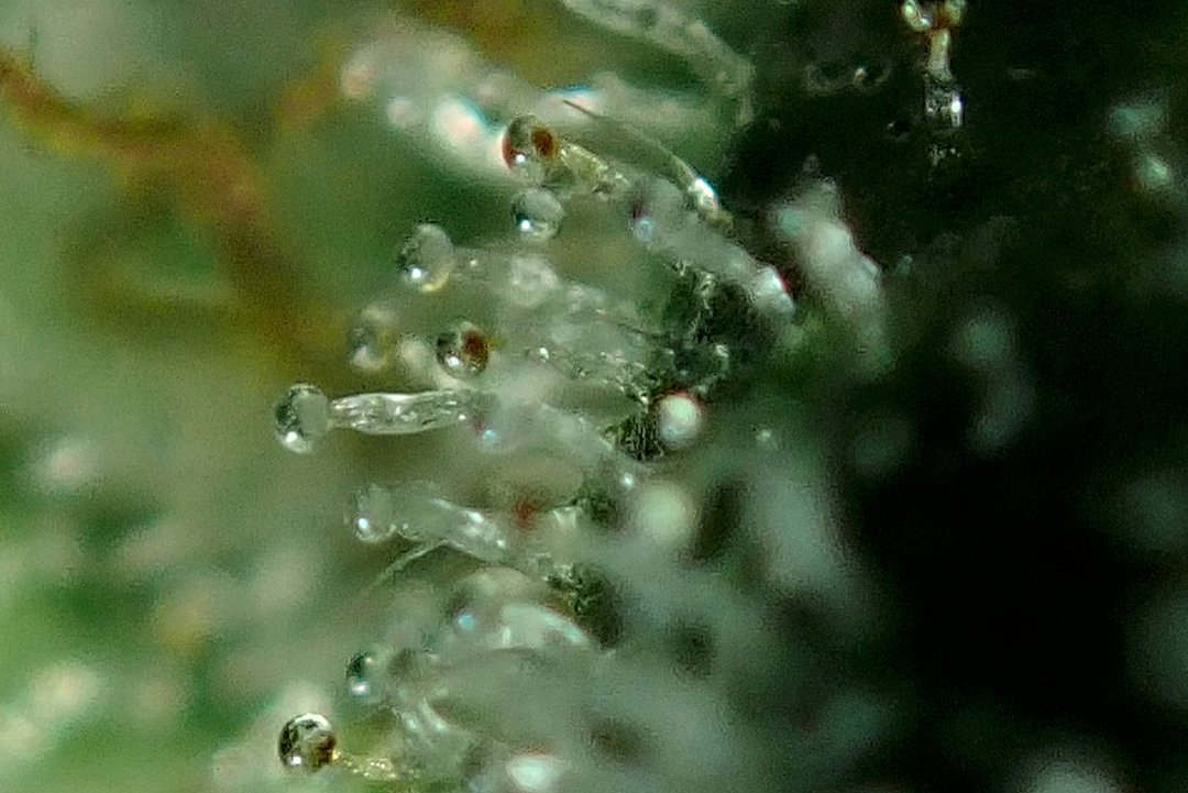 greenfusionled's tweet photo. ๐ค I think these are the 'secretory disc cells' in the head of the #trichome ย ๐ฝ
โ
โ Also looks like a brain๐ง ย ๐
โ#stonerlife #holyplant #stoned #smoking #blazin #stoners #weedsociety #baked #keif #wiet #calitouk #calidank #loudpack #londondank #whiteashgang #topshelfonly https://t.co/rtn8M7x6Jc