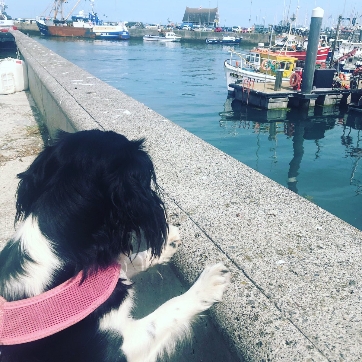 Missy overseeing the landing of the fish in #howthharbour @howthismagic @VisitDublin @LoveFingalDub #howth #hiddenhowth @LovinDublin #ireland #hiddenhowthexperiences #puppy #puppylove