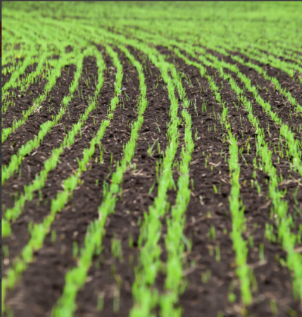 Thompsons Agronomy tweet media
