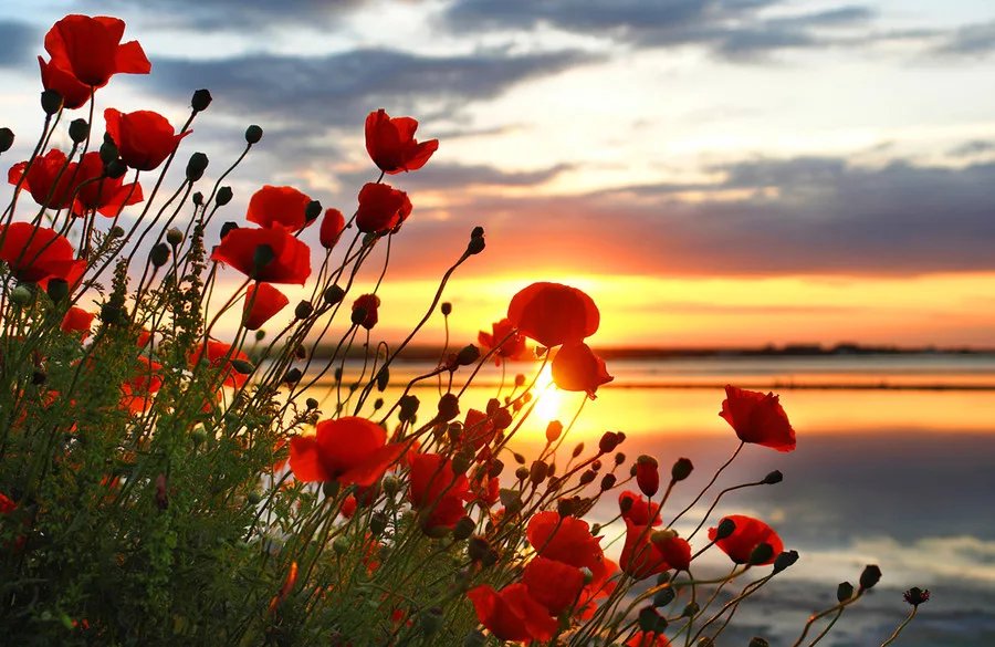 Amapolas en octubre opiniones Amapolas en octubre opiniones