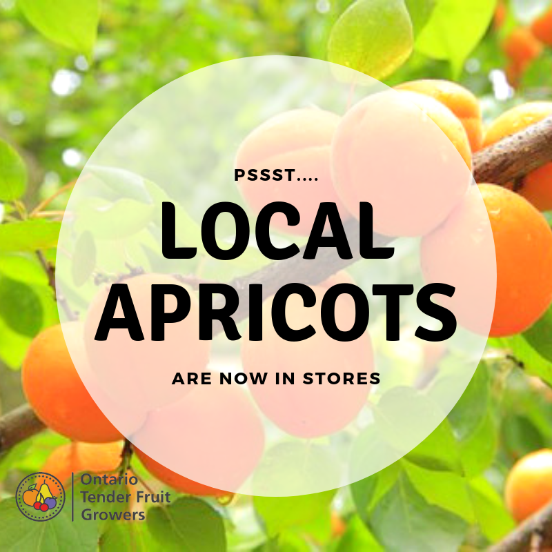 YASSSSSS! 

#apricots #inseason #availablenow #ontario #ontariofruit #ontag #localfruit #fruit #localapricots #limitedquantities