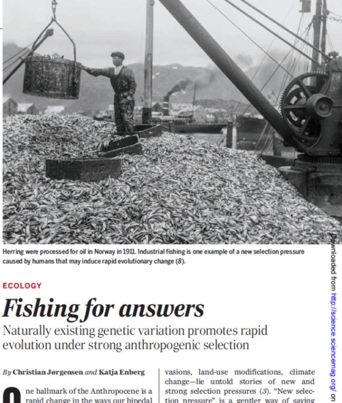 Now you can read what happened at the genetic level on the seminal Conover &amp; Munch (2002) study on #fishing-induced #evolution! Fantastic study by <a href="/ntherk/">Nina O. Therkildsen</a> and colleagues: science.sciencemag.org/content/365/64…. Check also the Perspective we wrote with @TEG_UiB: science.sciencemag.org/content/365/64….