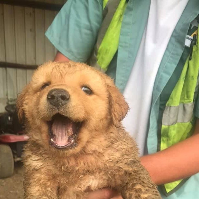 WasteManagement's tweet photo. Guess who got rescued? Thanks to our team in Danville, AR, for helping this little guy find his forever home. #ThinkWM https://t.co/1weCHLHWmt