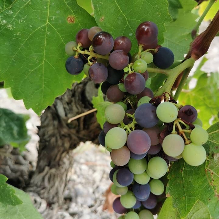 #Véraison  en belle évolution sur les Carignans. Un beau millésime s'annonce. #schistes #carignan #aocfitou  #VilleneuvelesCorbières ... #Fitoumaispasque