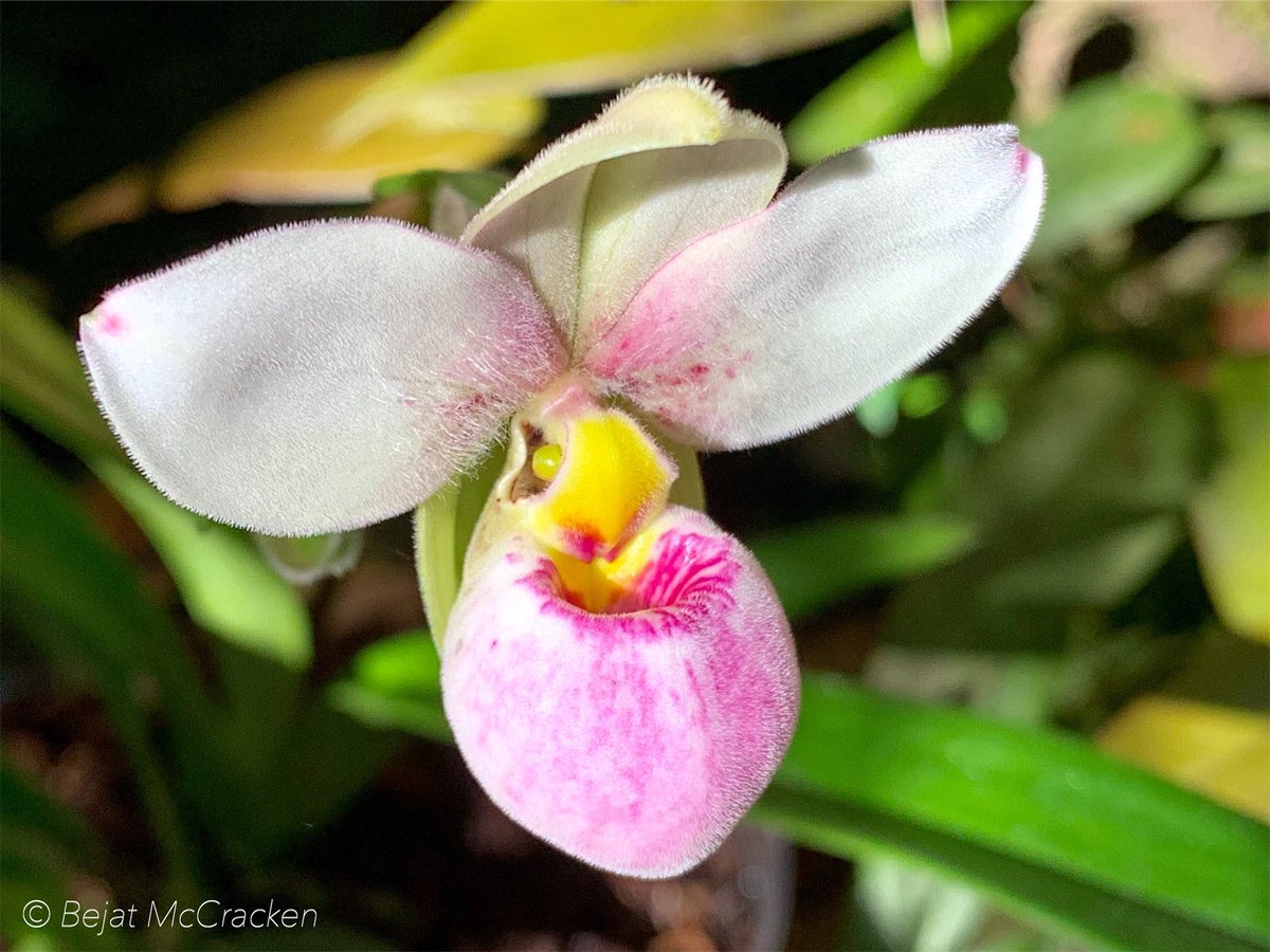 #GoodMorning  
It’s a beautiful day in #Mindo. Come see what it’s all about and travel with us in November from the Andes to the Amazon.
#Orchidaceae #Orchid #AndestoAmazon #DiscoverEcuador  #iPhonePhoto #Photography #Tourism #BejatMcCrackenEnvironmentalArtStudios #BejatMcCracken