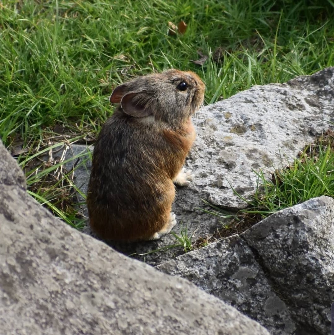 isiddhantrathor's tweet photo. Wild Rabbit -Spotted at Triund Top
#tripotocommunity #wild #wildlife #wildlifephotography #rabbit #greenlife #grass #himachal #naturephotography #travelphotography #triund #triundtrek #stones #photoblog #instadiaries #instaguide #spot #animalspotting #brown #nofilter https://t.co/mnzrhDA8Fo