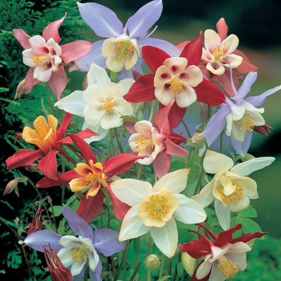 Columbine *･ﾟ✧ also known as Granny’s Bonnet  This colorful flower is associated with folly bc it’s flowers resemble the caps and bells of a traditional court jester, but we all know cypher hobi ain’t no joke!