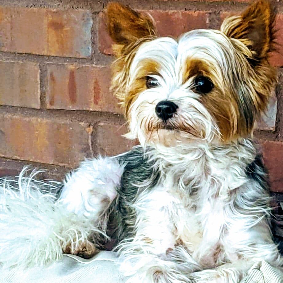 Harley has been a wonderful mascot for <a href="/barnwoodstuff/">Barnwood Stuff</a>