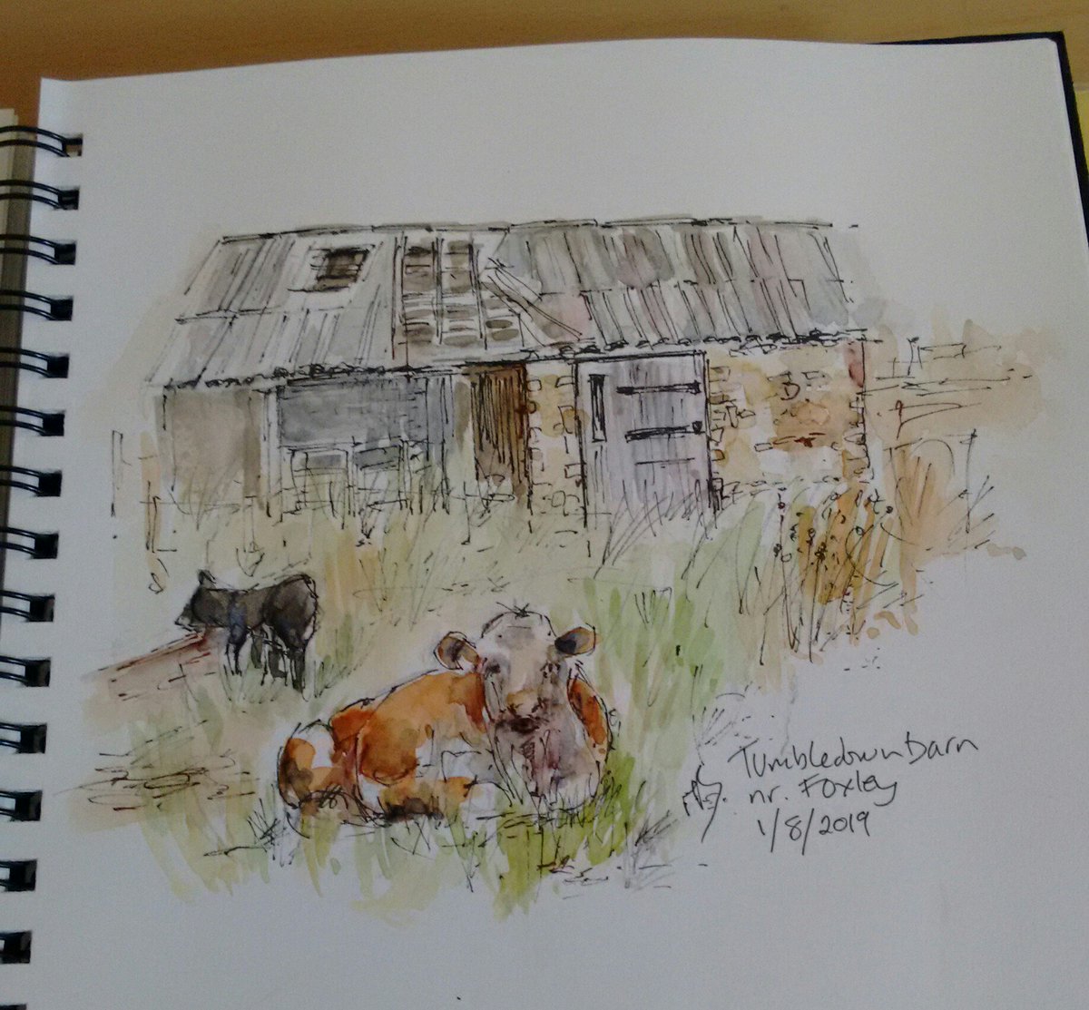 #drawingaugust day 1 an old Northamptonshire barn discovered on a walk, and resting cow minding its own business! Pen and wash