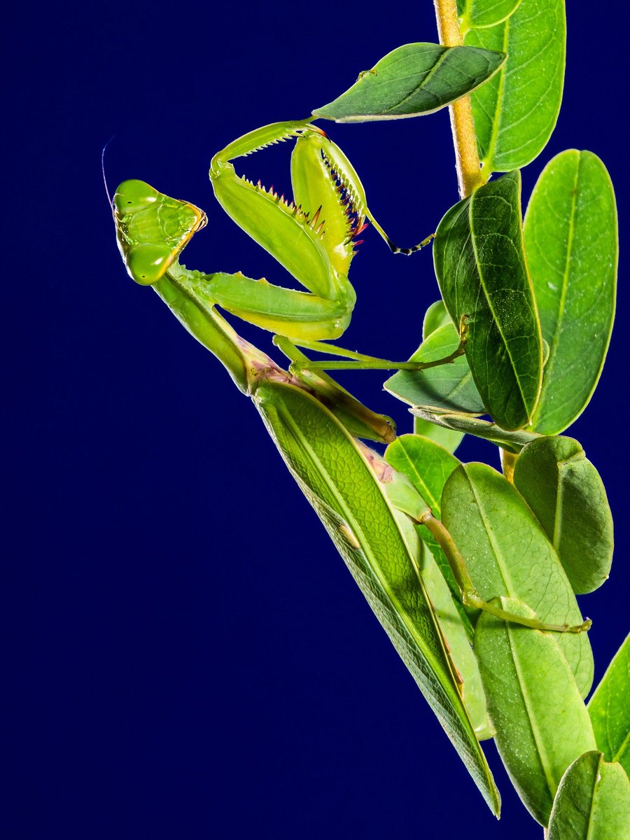 Meet Adam, an Insect Technician who breeds and cares for insects at the Institute of Neuroscience. Sounds like an interesting career path, right? But what does he do day to day? #TechniciansMakeitHappen