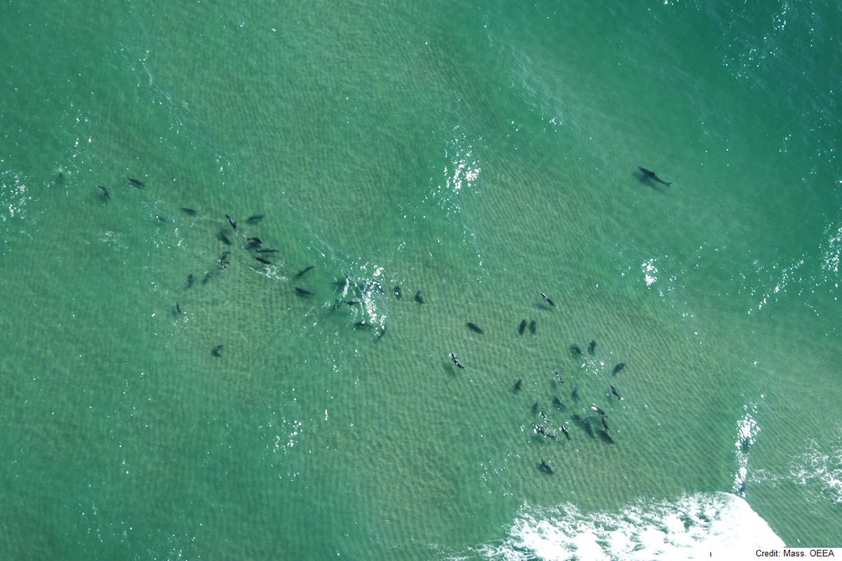 Marine Mammal Commission (@marinemammalcom) on Twitter photo "Top-level predators help keep an ecosystem in balance." Well said by <a href="/NOAAFish_NEFSC/">NOAAFish_NEFSC</a> on gray #seals and white #sharks in Cape Cod ow.ly/eGiv50vjR2y "Top-level predators help keep an ecosystem in balance." Well said by <a href="/NOAAFish_NEFSC/">NOAAFish_NEFSC</a> on gray #seals and white #sharks in Cape Cod ow.ly/eGiv50vjR2y