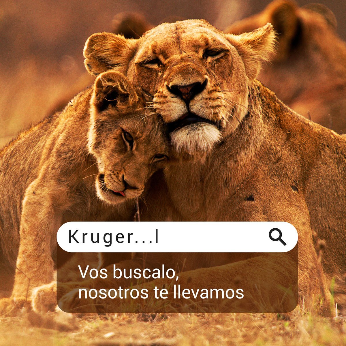 Abtour's tweet photo. ¿Conocés el Parque Kruger? Es una de las reservas de animales más grandes del mundo y está al este de 🇿🇦 Sudáfrica. Tiene 2 millones de hectáreas de naturaleza 😮

El mundo está lleno de destinos por descubrir 🛫
Vos buscalos. Nosotros te llevamos. https://t.co/VooQRF17P1