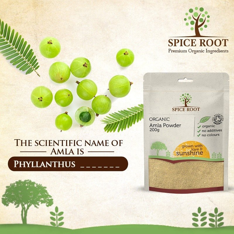 the_spice_root's tweet image. Amla also known as Phyllanthus emblica is derieved from the sanskrit word Amalaki.
🌿
Amalaki is a deciduous tree of the family Phyllanthaceae. It has edible fruit, referred to by the same name.
🌿
#amlapowder #organicamlapowder #vitaminc #beautyandwellness #organicamla #ayurveda