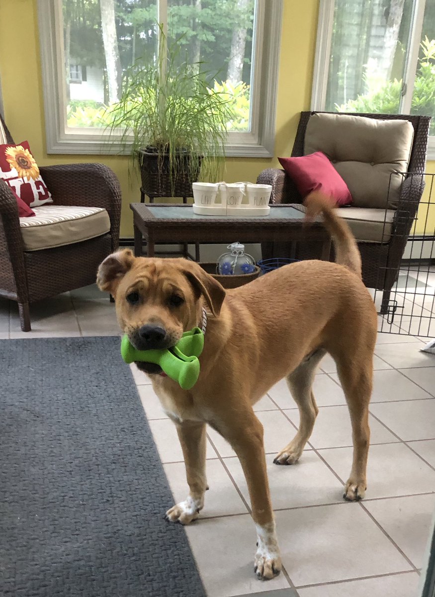 RadioTracy's tweet image. 8 months old today and 75lbs! #archiebunker #dogsoftwitter