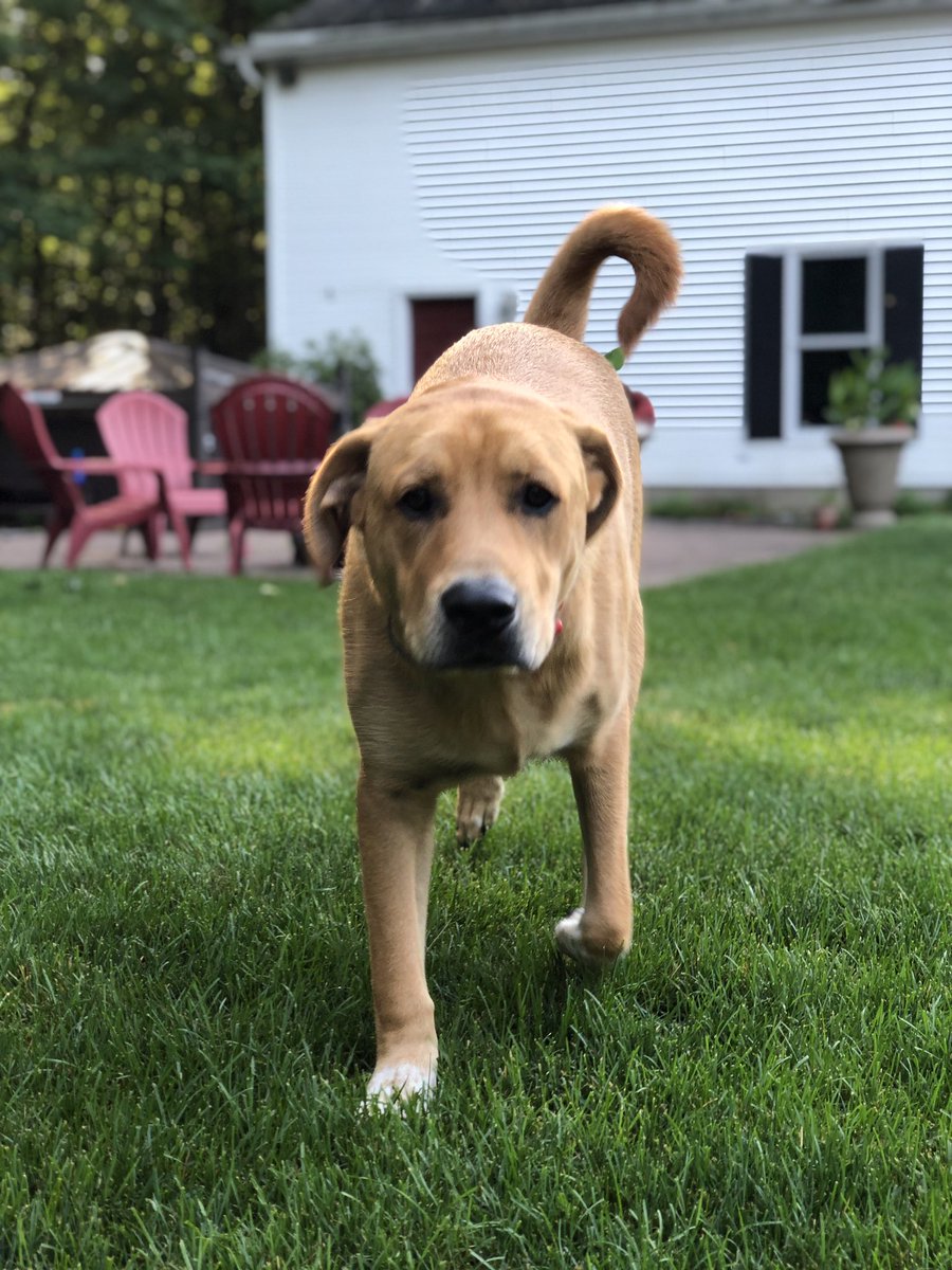 RadioTracy's tweet image. 8 months old today and 75lbs! #archiebunker #dogsoftwitter