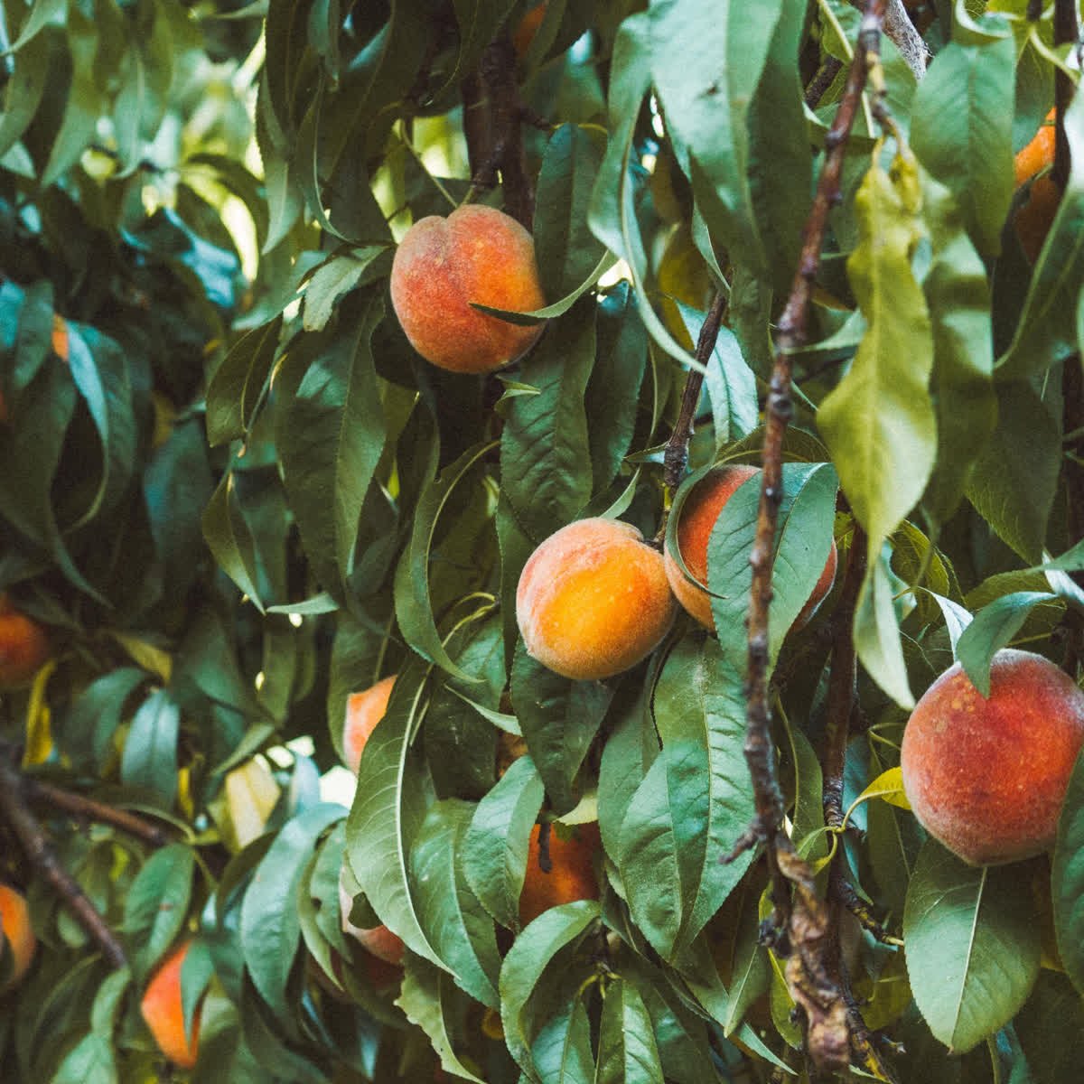 FreshBCFruit's tweet photo. The wait is over! We will have freestone peaches at all of our markets this week! Hurrah!! https://t.co/2zzMdhctFr