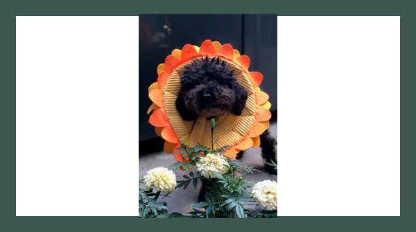 McKenziePitch's tweet photo. Meet Schooner, aka Schooey. He’s the real brains behind MPP and is doing a social media takeover this month. Check out what he has to say on all things pitch during these dog days of summer. https://t.co/ErqxYJsi5Q