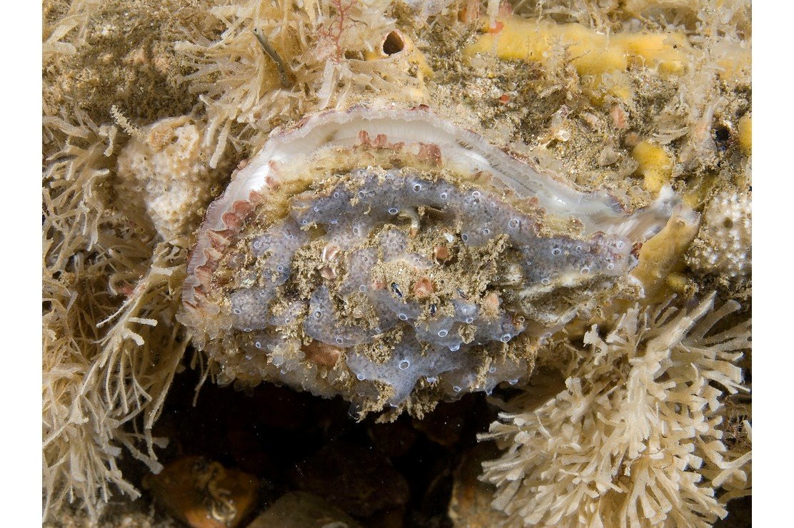 Native Oyster Reef Restoration Ireland tweet media