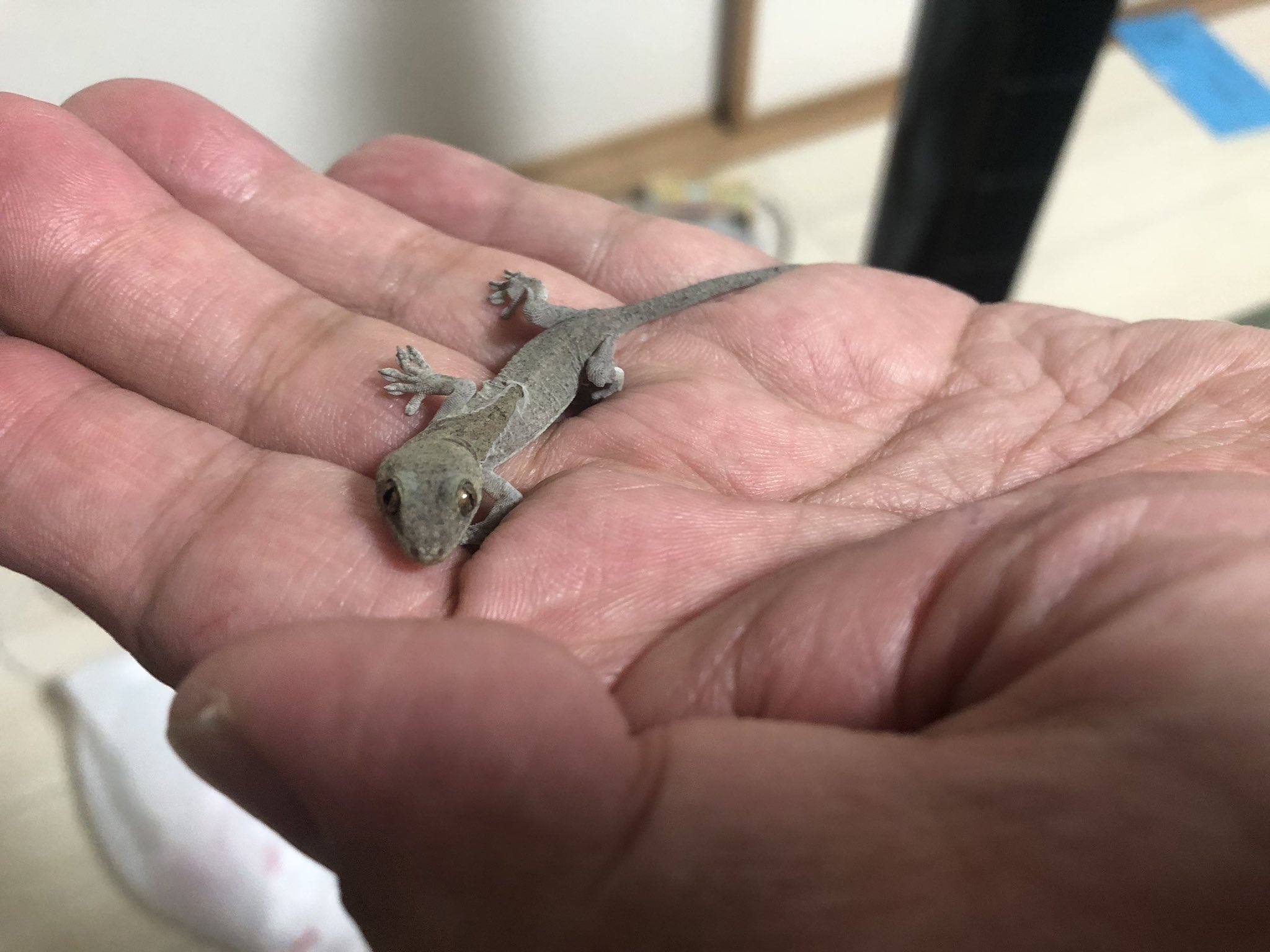 トモ また家の守り神のヤモリが出てきました 私の家が平和であるようお願いして自然の中に返ってもらいました ヤモリ 守り神 幸せ来ないかな T Co Ap1fgq6rev Twitter