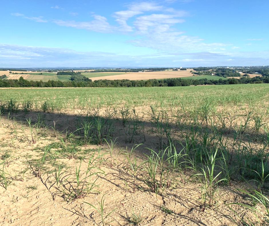 Petit aperçu de la parcelle de #miscanthus un peu plus de deux mois après la plantation.