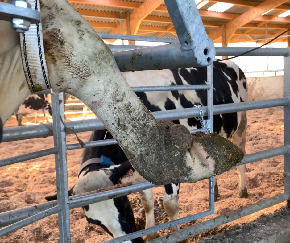 En élevage laitier, une vache sur 5 est atteinte d'une pathologie de locomotion. On lance une nouvelle expé sur la prévention de la #dermatite interdigitée
Quelles sont vos solutions pour prévenir et lutter contre la maladie de #Mortellaro ?