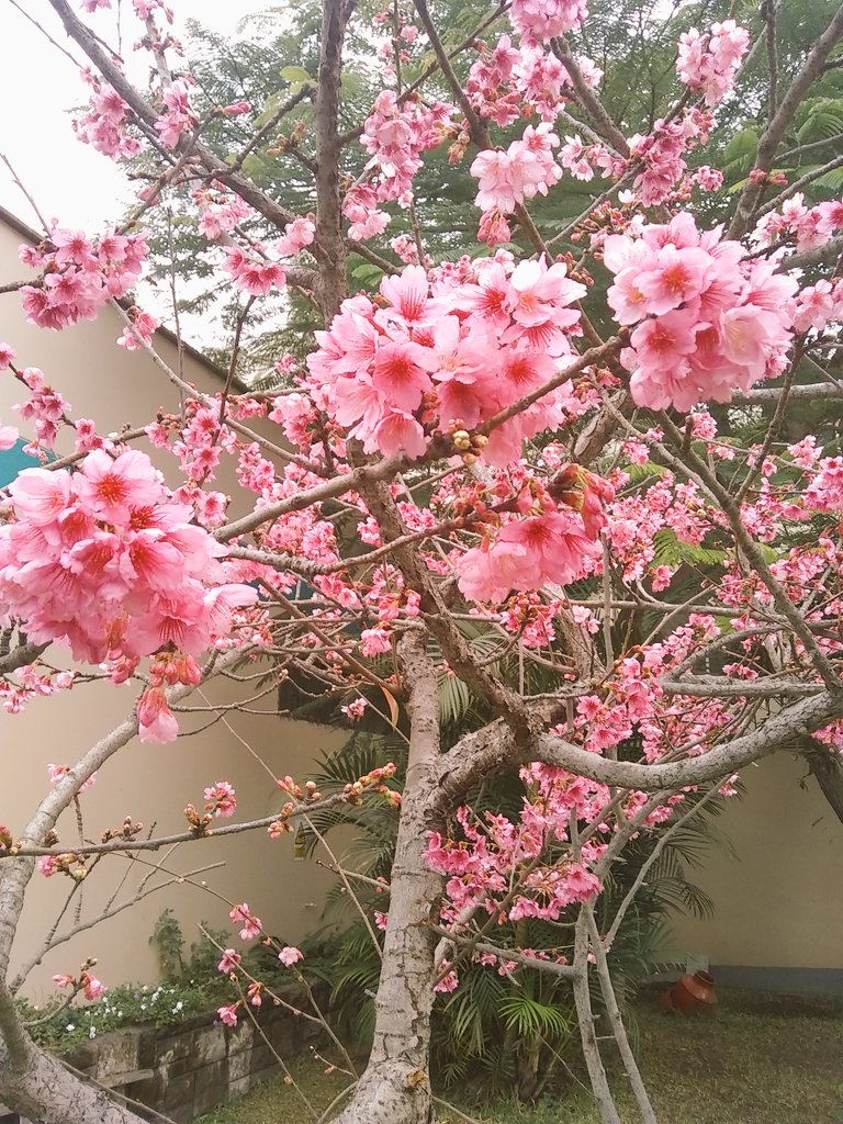 bittersweet13_'s tweet photo. ¡Florecimiento de los cerezos! #PSGI https://t.co/4uJuatVD7t