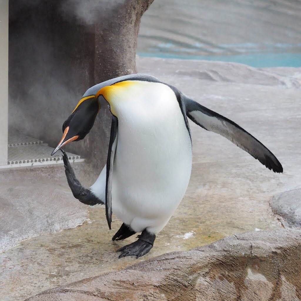 ぺんぎんぽたぽた こびとぺんぎんのペンギン専用 Twitterissa 顔がかゆいペンギンさん 19 6 8 オウサマペンギン キングペンギン Kingpenguin ペンギン Penguin 東山動物園 東山動植物園 ぺんぎんぽたぽた こびとぺんぎんのペンギン専用 Twitterissa 顔がかゆいペンギンさん 19 6 8 オウサマペンギン キングペンギン Kingpenguin ペンギン Penguin 東山動物園 東山動植物園
