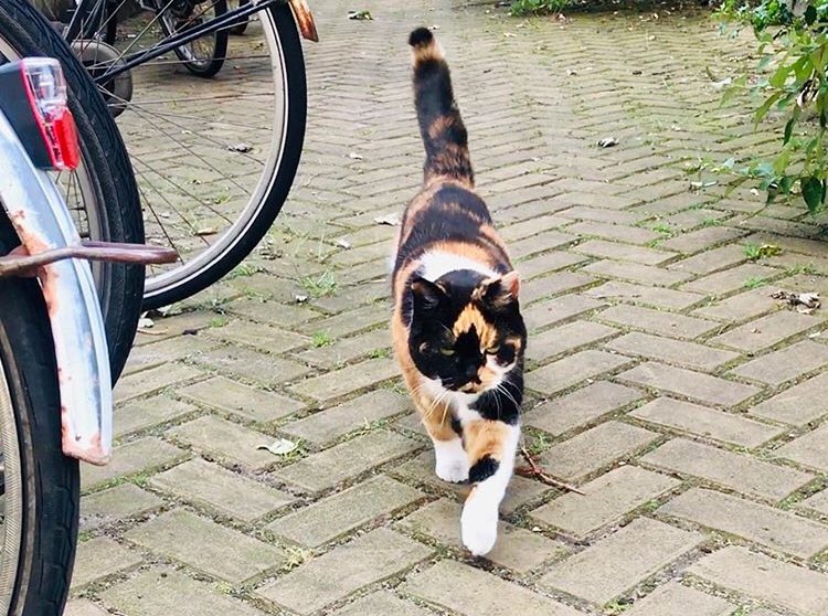 janhinke's tweet photo. @DiederikSmit Yep, iedere dag als ik mijn deur uitstap... https://t.co/m1ChvKiYEf