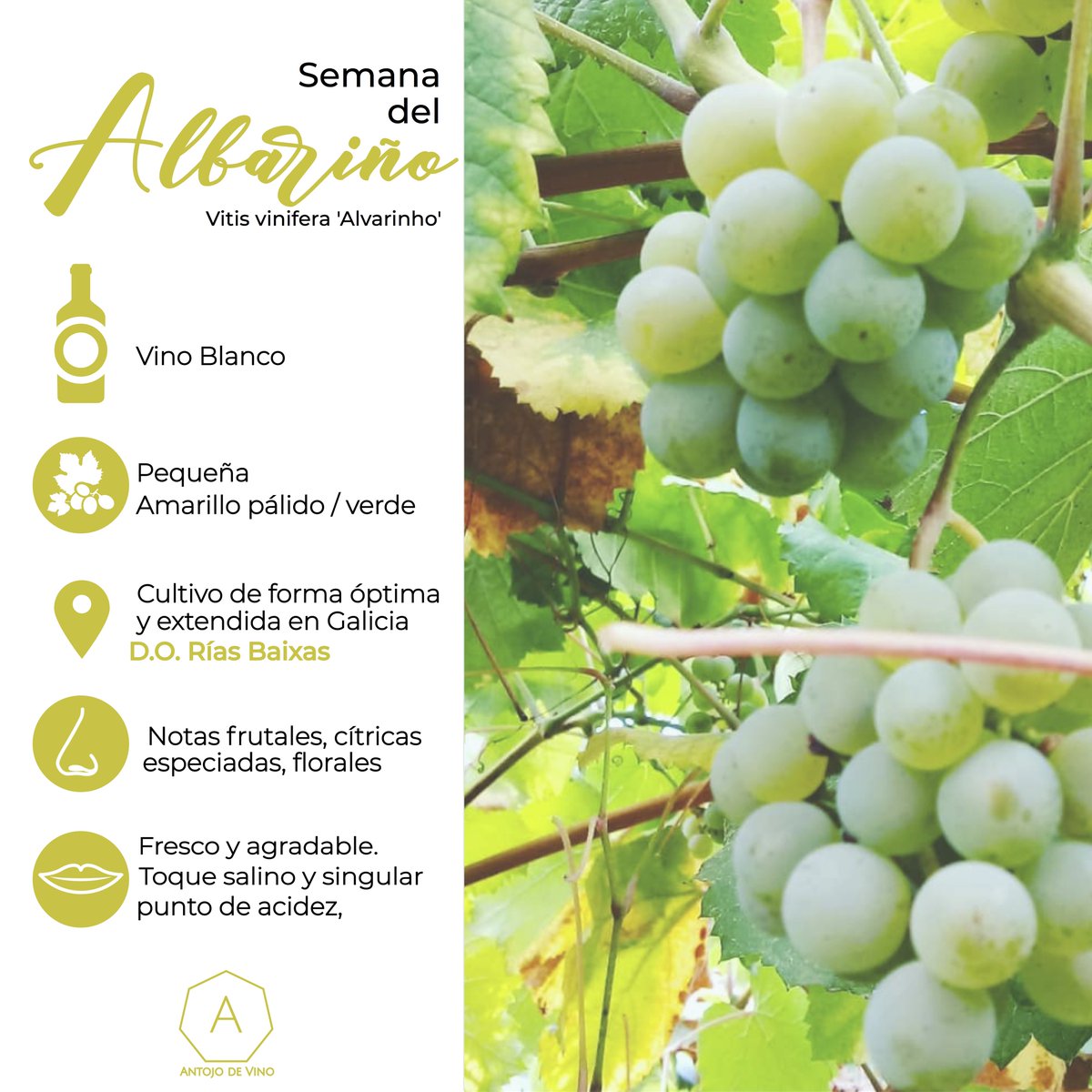 #SemanaDelAlbariño Uva considerada autóctona de Galicia, cultivada principalmente DO #RiasBaixas. Vinos frescos, notas frutales cítricas, flores blancas, hierbas aromáticas. En boca, particular punto de acidez y salinidad, distintivo de la influencia del Atlántico. #Albariño