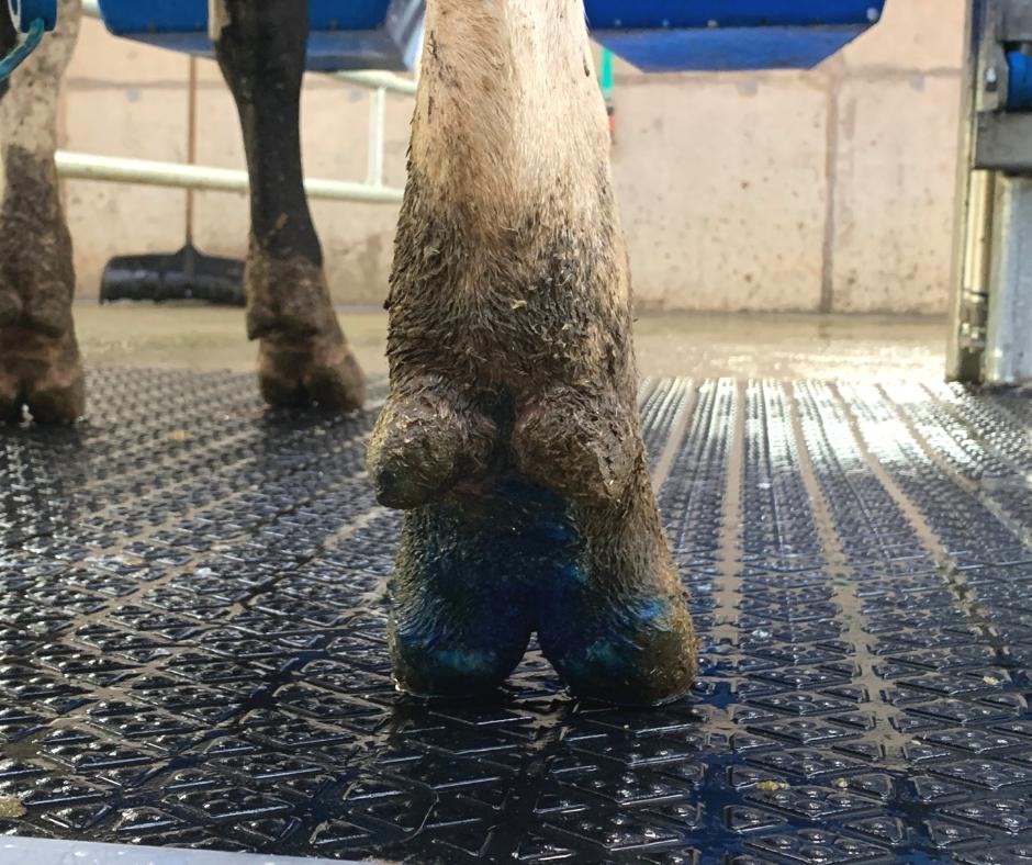 Expé dermatite sur l'ensemble du troupeau de #Prim'Holstein : Le protocole 
Application du produit H3 Care Spray tous les 15 jours pendant 2 jours (soit 4 traites consécutives). 
1.nettoyage des pattes au gros jet d'eau
2.traite
3.application du produit à une concentration de 20%